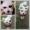 Pet Goggles Dog UV Protection Glasses Waterproof Windproof Anti-Fog Eye Glasses